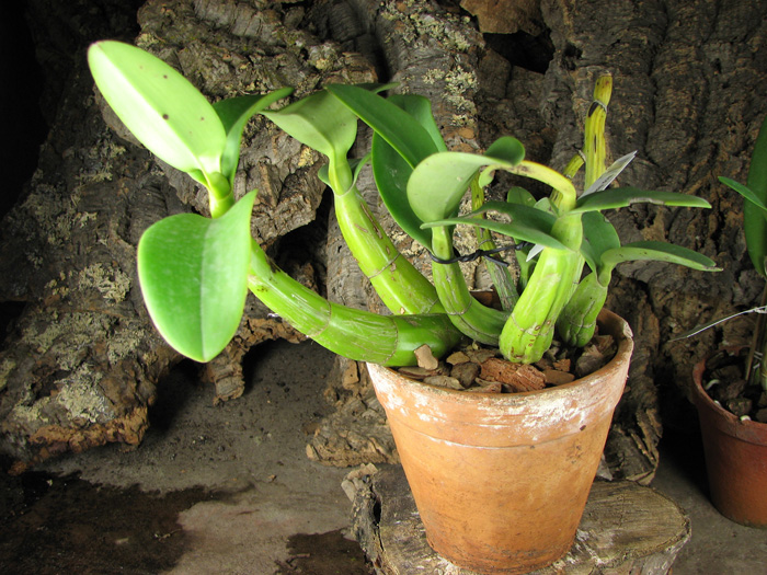 Myrmecophila tibicinis.jpg