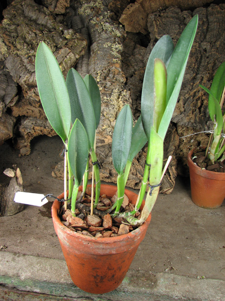 Brassavola Aristocrat (Brassavola glauca x digbyana).jpg