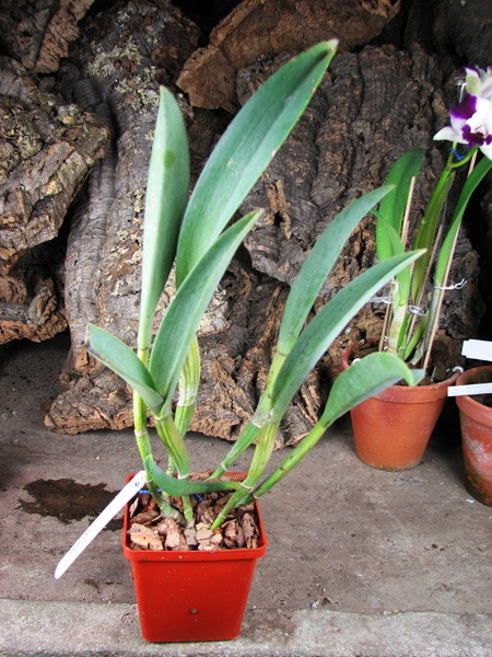 Brassavola fragrans x Laeliocattleya Elizabeth Hearn.jpg