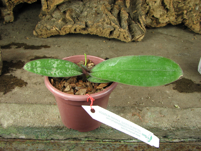 C цветоносом