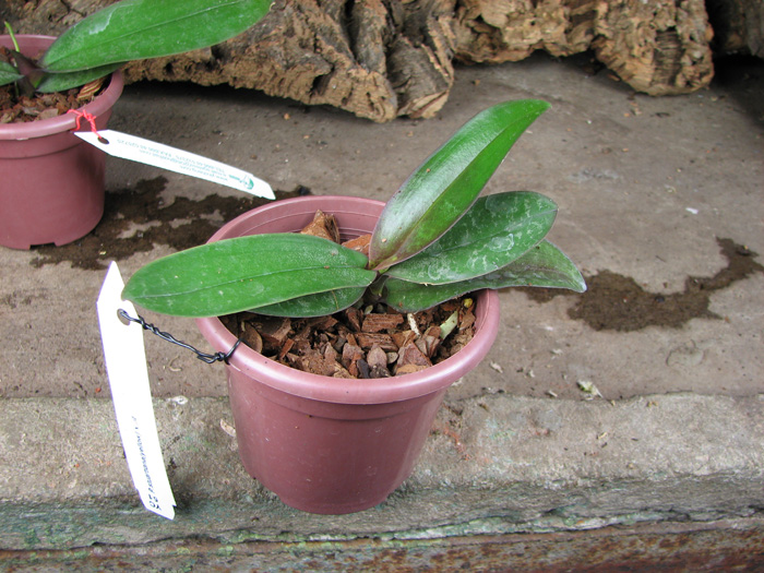 Phalaenopsis stuartiana yellow x sib.jpg