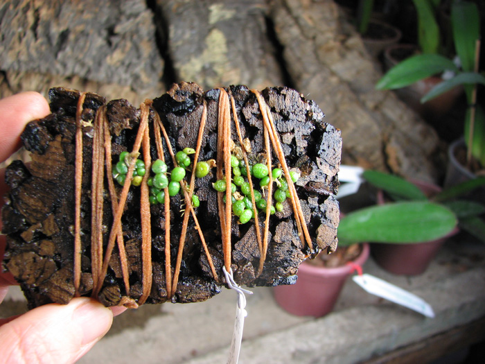 Bulbophyllum moniliforme.jpg