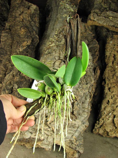 Laelia sincorana XXXX x Laelia sincorana coerulea.jpg