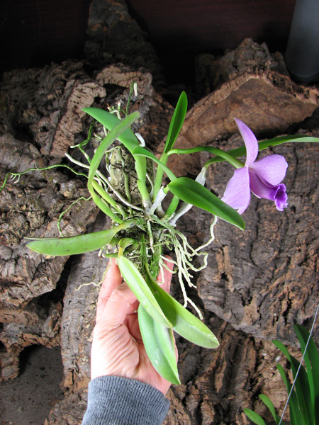 Laelia praestans.jpg