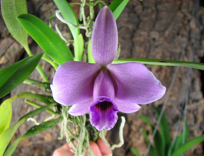 Laelia praestans flower.jpg