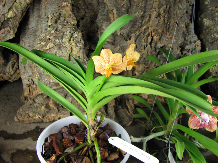 Ascocenda Su-Fun Beauty.jpg