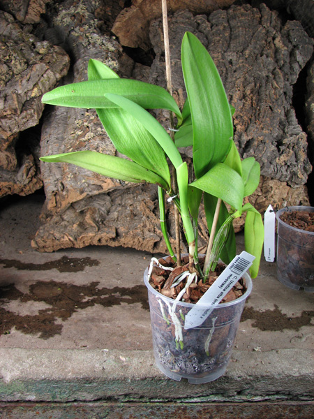 Cattleya Undine alba (intermedia x mossiae).jpg