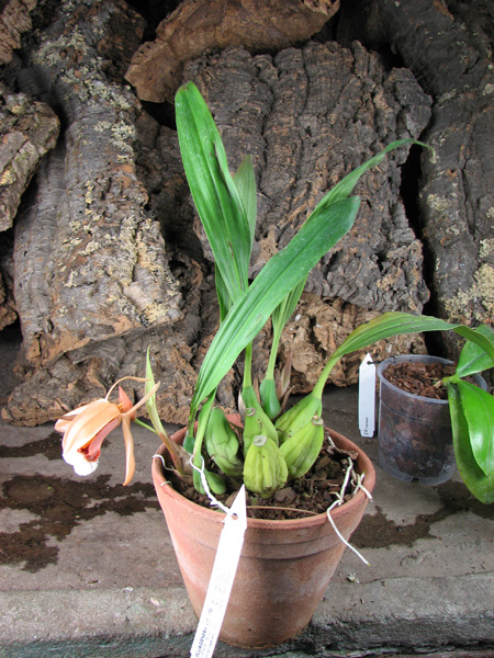 Coelogyne speciosa.jpg