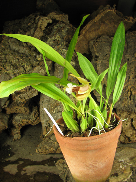 Coelogyne speciosa.jpg