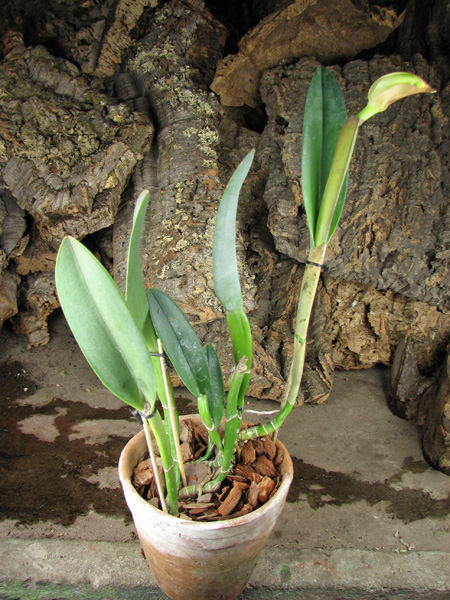 Brassavola Aristocrat (Brassavola glauca x digbyana).jpg