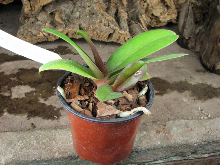 Doritaenopsis Lius Sakura.jpg