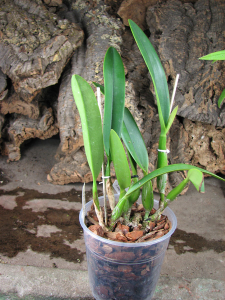 Sophrolaeliocattleya Hsin Buu Lady 'Red Beauty' (Laelia anceps x Sophrolaeliocattleya Wendy's Valentine).jpg