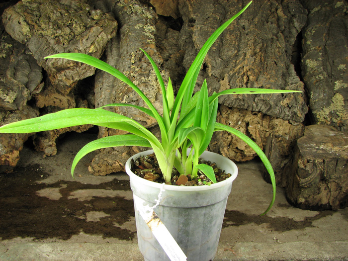 Phragmipedium Hanne Popow (besseae x schlimii).jpg