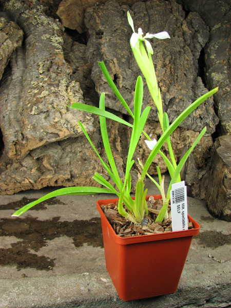 Miltonia spectabilis alba 'Biriricas' x SELF.jpg