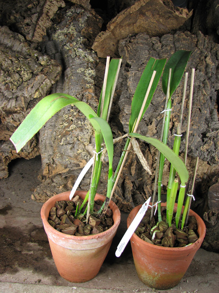 Cattleya maxima tall.jpg
