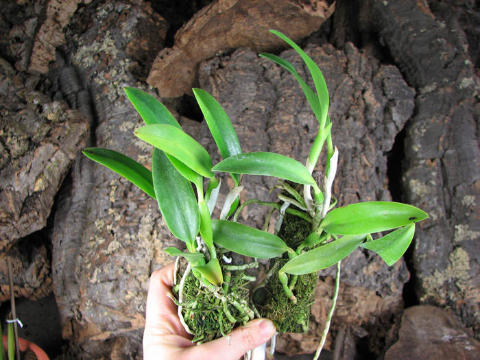 Laelia dayana coerulea 'Chojamaru' x SELF.jpg