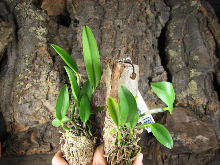 Laelia dayana tipo x self.jpg