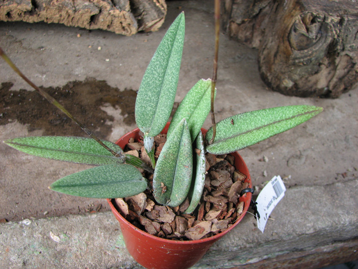 Nageliella purpurea.jpg