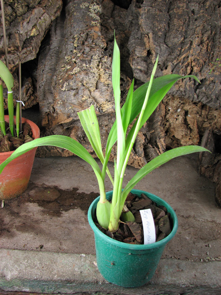 Zygopetalum Rhein Harlequin 'Cappuccino'.jpg