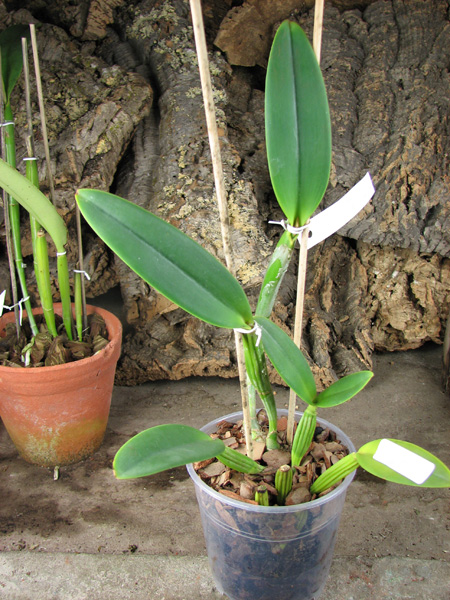 Cattleya lueddemanniana concolor (clara) x self.jpg