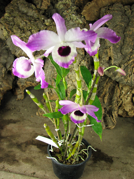 Dendrobium nobile var wallichianum.jpg