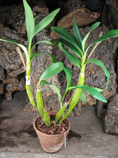 Dendrobium chrysotoxum.jpg