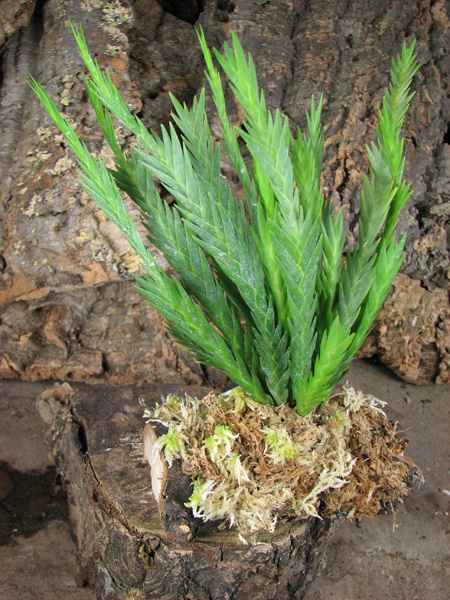 Lockarthia oerstedii.jpg