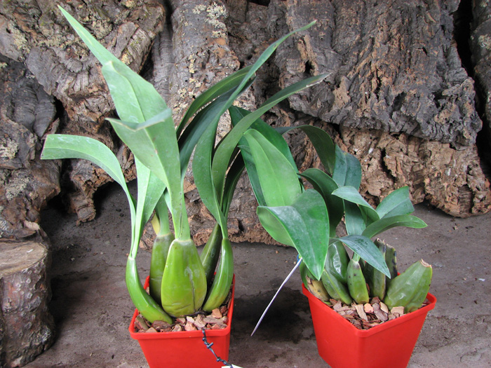 Cuitlauzina pendulum.jpg