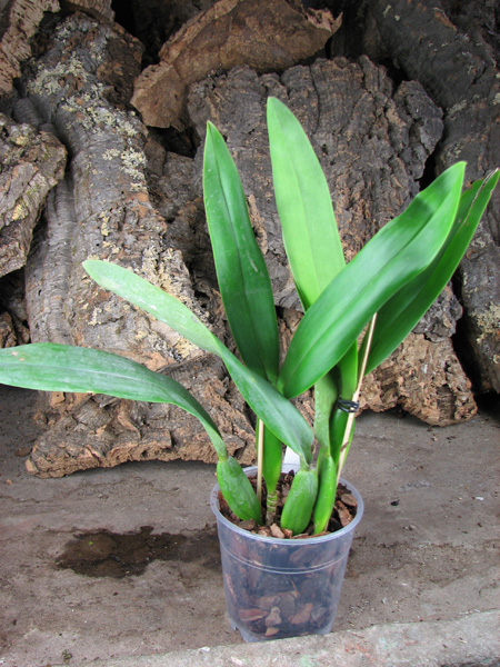 Prosthechea fragrans.jpg