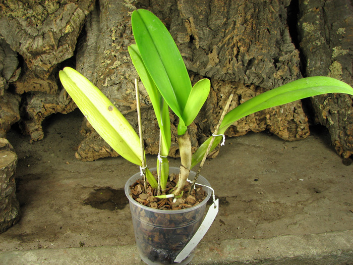 Cattleya warscewiczii tipo 'Hector' x SELF.jpg