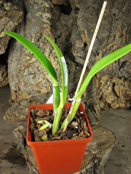 Cattleya lueddemanniana coerulea splash 'Bela' x SELF.jpg