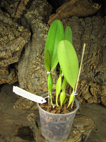 Laelia tenebrosa 'Aline' x Laelia tenebrosa 'Gloriosa'.jpg