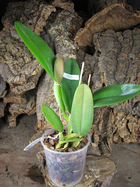 Cattleya warneri integra escura 'AWZ' x Cattleya warneri flameada.jpg