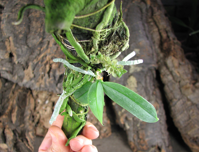 Phalaenopsis parishii.jpg