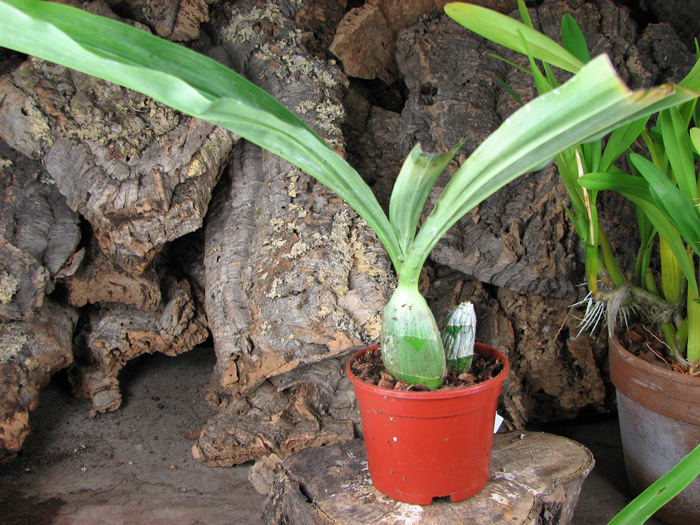 Clowesia dodsoniana.jpg