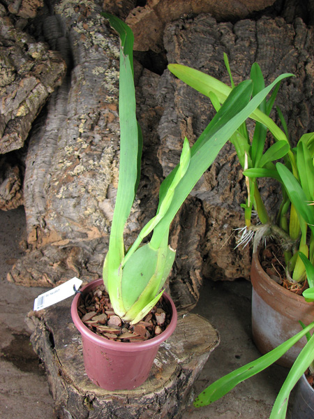 Rhynchostele maculatum.jpg