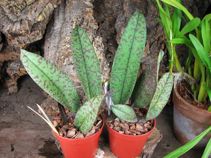 Psychopsis Mendenhall 'Hildos'.jpg