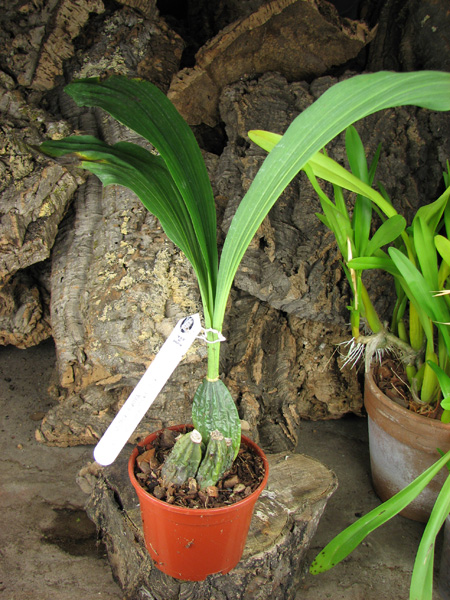 Lycaste aromatica.jpg