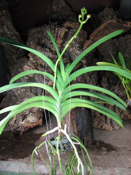 Vanda Sumon Spot x Ascocenda Phairot x Vanda sanderiana.jpg