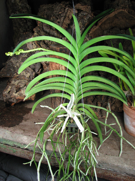Vanda Sankhamphaeng x Vanda Patcharee's Delight.jpg