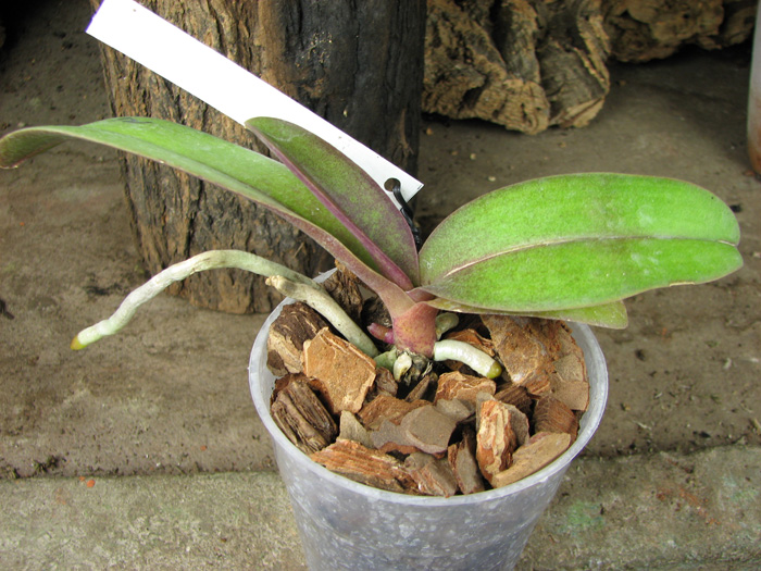 Dtps Lius Sakura.jpg