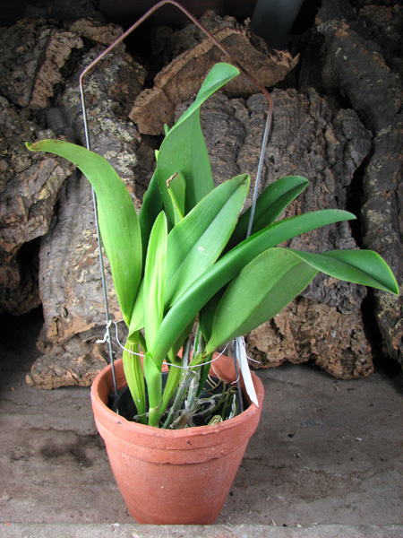 Potinara Haw Yuan Gold 'YC#2'.jpg