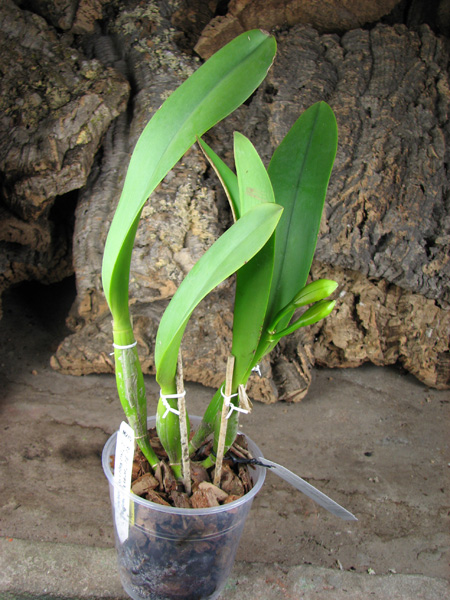 Brassolaeliocattleya Toshie's Magic 'Hsinying'.jpg