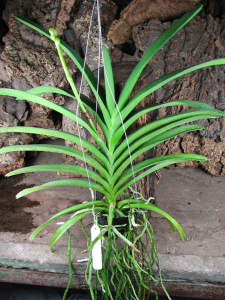 Vanda Siriporn Pink.jpg