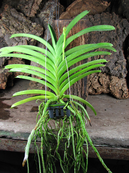 Vanda Robert Delight 'Dark Red'.jpg