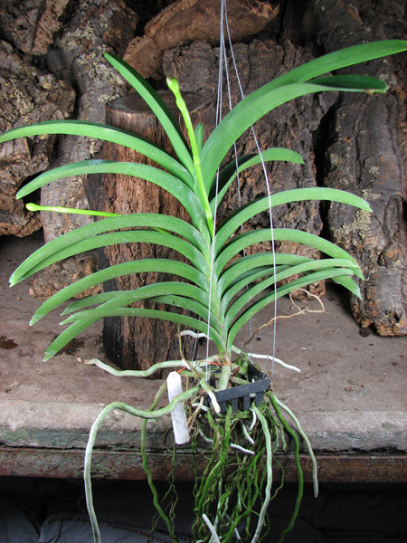 C двумя цветоносами