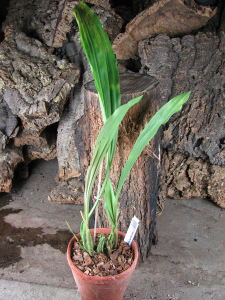Coelogyne xyrekes.jpg