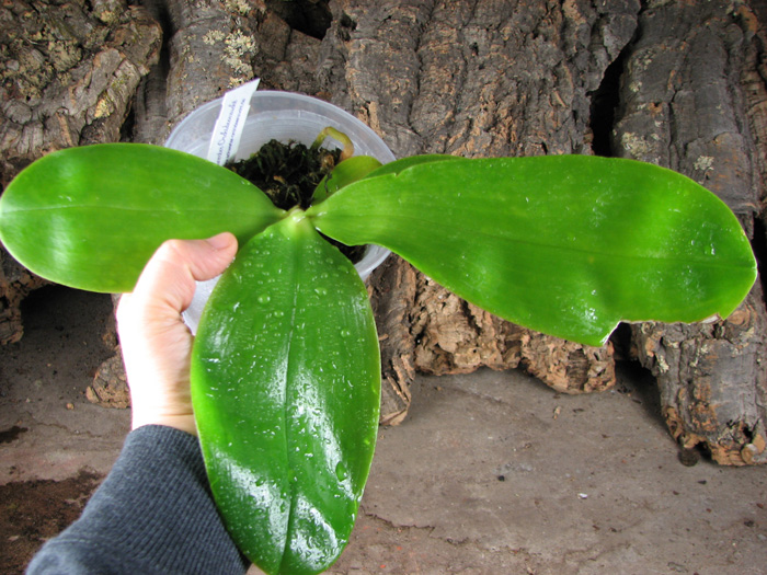 Phalaenopsis Princess Kaiulani 'Miki'.jpg