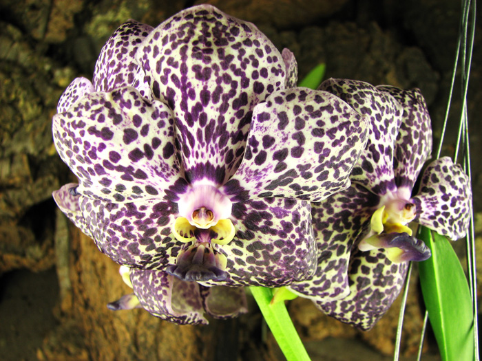 Ascocenda Kulwadee Fragrance 'Maroon Spot'.JPG