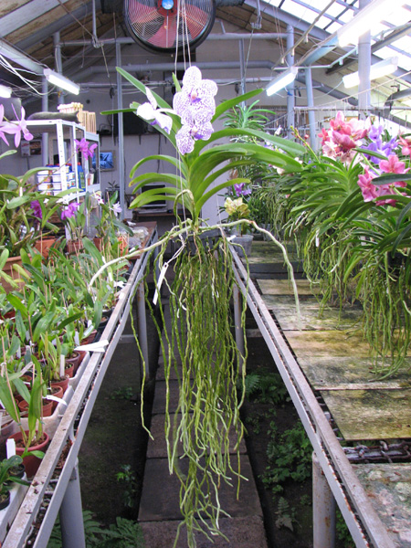 Vanda Yano Blue 'Boonserm'.jpg
